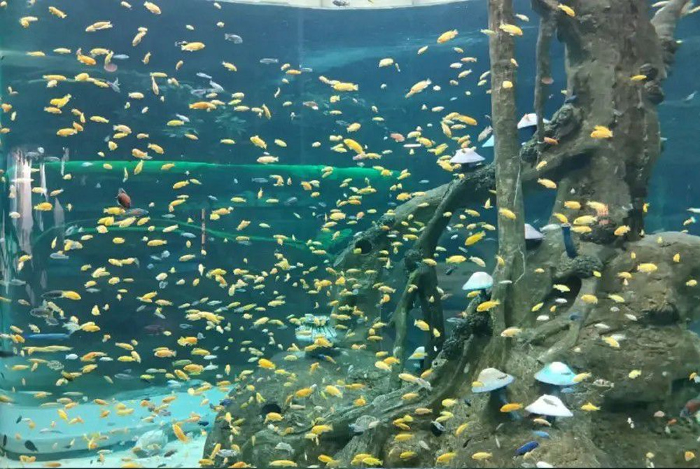 海洋馆系统设计,海洋馆水质处置规划