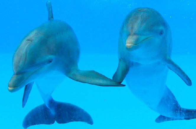 海洋馆水质处置,水族馆水处置系统